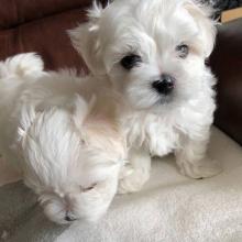 Puppies for sale maltese - Ireland, BELFAST