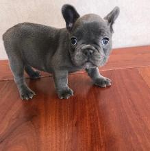Puppies for sale french bulldog - Russia, Petrozavodsk