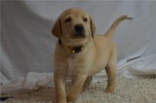 Puppies for sale labrador - Ireland, Dublin