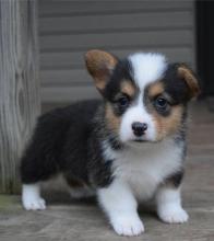 Puppies for sale other breed, pembroke welsh corgi puppies - Spain, Madrid