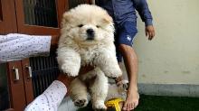 Puppies for sale chow chow - Latvia, Gulbene