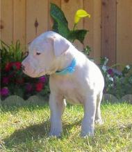 Puppies for sale other breed, dogo argentino puppies - Ireland, Cork