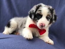 Puppies for sale australian shepherd - Ireland, Cork