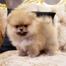 Puppies for sale pomeranian spitz - Netherlands, Leiden