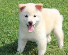 Puppies for sale other breed, shiba inu puppies - Ireland, Cork