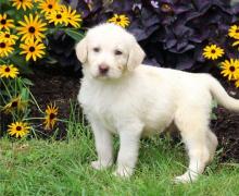 Puppies for sale other breed, labradoole puppies - Ireland, Cork