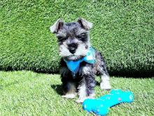 Puppies for sale other breed, miniature schnauzer puppies - Ireland, Cork