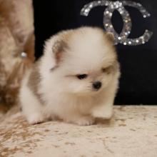 Puppies for sale pomeranian spitz - France, Rouen