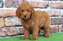Puppies for sale other breed, goldendoodle puppies - Ireland, Cork