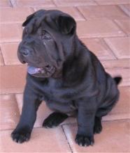 Puppies for sale chinese shar pei - Sweden, Lidkoping