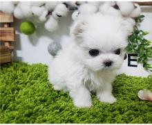 Puppies for sale maltese - Ireland, Cork
