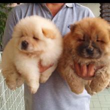 Puppies for sale chow chow - Hungary, NyГ­regyhГЎza