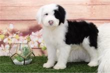 Puppies for sale other breed, sheepadoodle puppies - Ireland, Cork