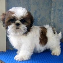 Puppies for sale shih tzu - Germany, Chemnitz