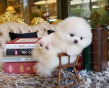 Puppies for sale pomeranian spitz - Czech Republic, Gottwald