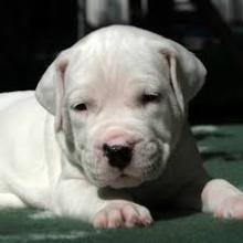 Puppies for sale argentinian dog, mastiff - USA, Illinois