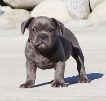 Puppies for sale french bulldog - Netherlands, Amsterdam