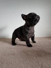 Puppies for sale french bulldog - Russia, St. Petersburg