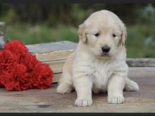 Puppies for sale golden retriever - Latvia, Cesis