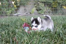 Puppies for sale , pomski - Netherlands, Leiden