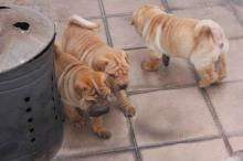 Puppies for sale chinese shar pei - Austria, Linz