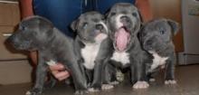 Puppies for sale staffordshire bull terrier - Ireland, Cork