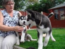 Puppies for sale haski, blue eyes siberian husky puppies - Ireland, Galway