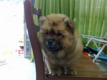 Puppies for sale chow chow - Austria, Linz