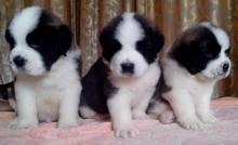 Puppies for sale other breed, saint bernard puppies - Ireland, Cork