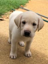 Puppies for sale labrador retriever - Netherlands, Leiden