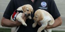 Puppies for sale labrador - Ireland, Dublin