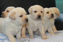 Puppies for sale labrador - Ireland, Galway