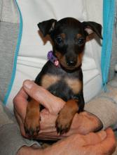 Puppies for sale toy-terrier - Ireland, Galway