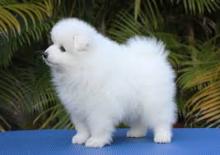 Puppies for sale spitz - Ireland, Cork