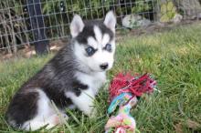 Puppies for sale , pomski - Slovenia, Banja Luka