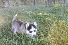 Puppies for sale , pomski - France, On