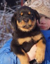 Puppies for sale rottweiler - Ireland, Cork