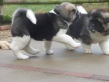 Puppies for sale akita - Ireland, Cork