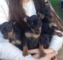 Puppies for sale tosa-inu - Ireland, Dublin