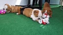 Puppies for sale english bulldog - Ireland, Cork