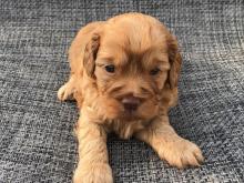 Puppies for sale other breed, cockapoo - Ireland, Dublin