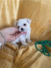 Puppies for sale maltese - Ireland, Cork