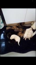 Puppies for sale german shepherd dog - Ireland, Dublin