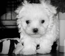 Puppies for sale maltese - Ireland, DUNDALK