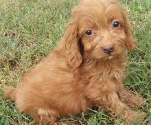 Puppies for sale , cockapoo - Moldova, Bender
