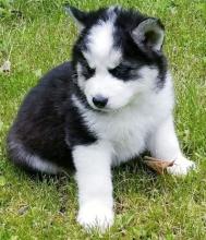 Puppies for sale , siberian husky - Belarus, Brest