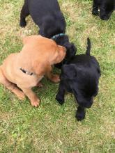 Puppies for sale labrador - Ireland, Dublin