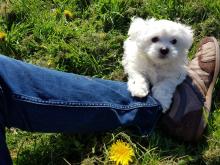 Puppies for sale maltese - Spain, Cordoba. Price 250 €