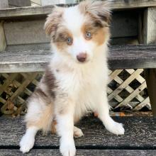 Puppies for sale australian shepherd - Finland, Helsinki