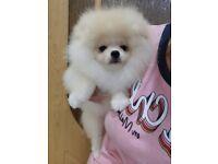 Puppies for sale pomeranian spitz - Latvia, Gulbene